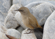 link to cobbs wren